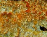 ostnáček dvoubarvý - Resinicium bicolor