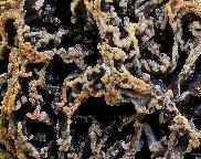 smrž jedlý  Morchella vulgaris