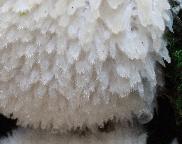 bělochoroš pýchavkovitý - Ptychogaster albus