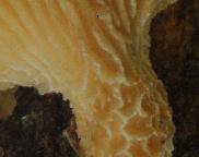 houževnatec vonný - Lentinus suavissinus