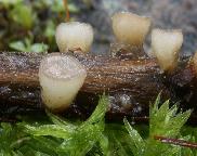 vodnička terčovitá - Cudoniella tenuispora